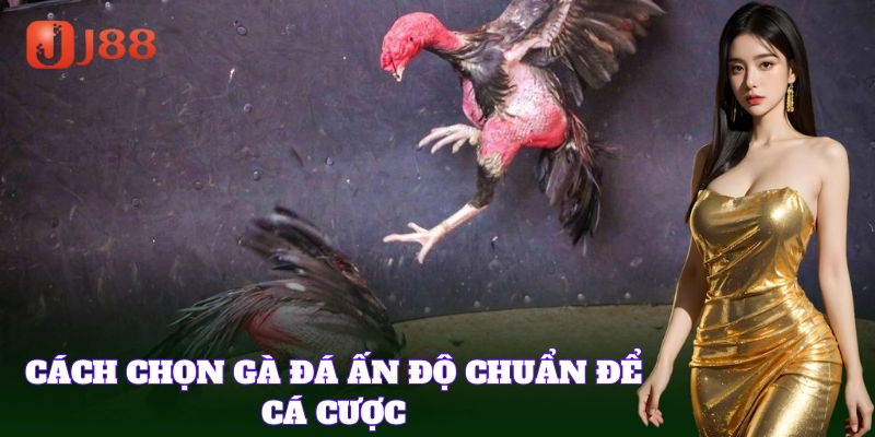 Mẹo chọn Gà Đá Ấn Độ chất lượng để đặt cược